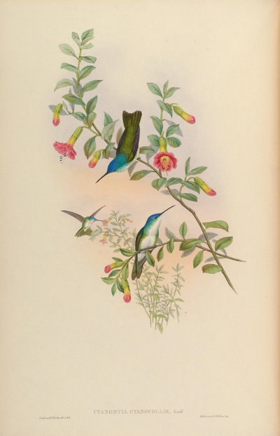Cyanomyia cyanicollis by John Gould
